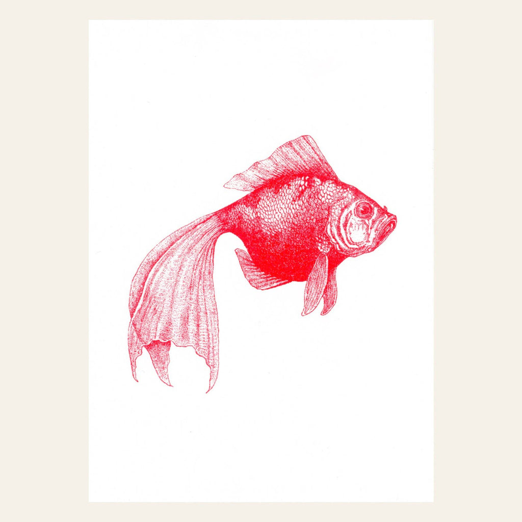 Ansichtkaart | Sluierstaartvis