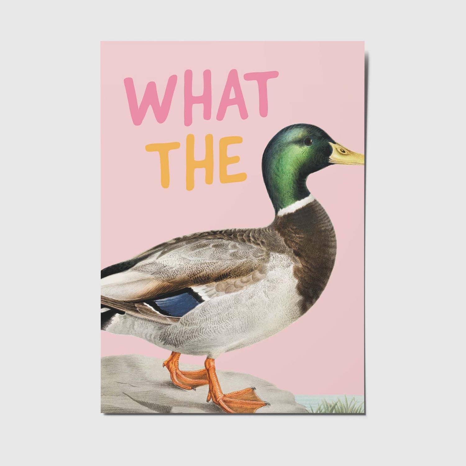 Ansichtkaart | What The Duck
